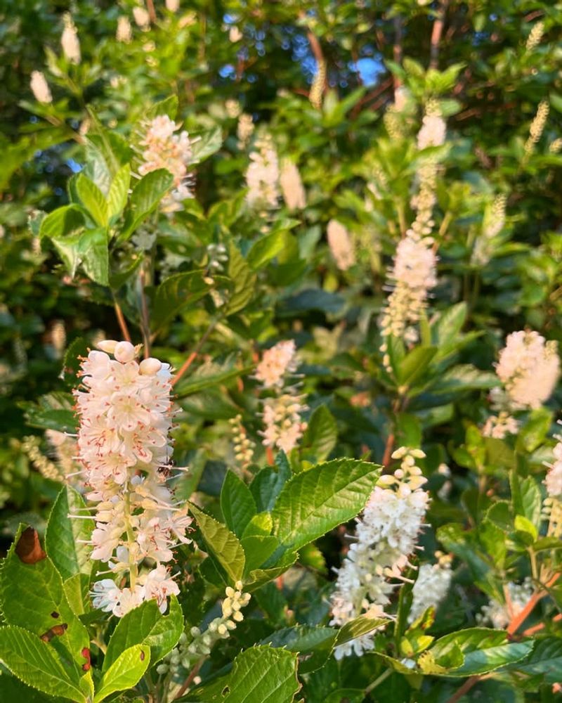 Low Maintenance Growth Makes It Easier Than Hydrangeas