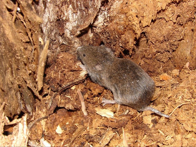 Voles Often Damage Roots And Bark Underground