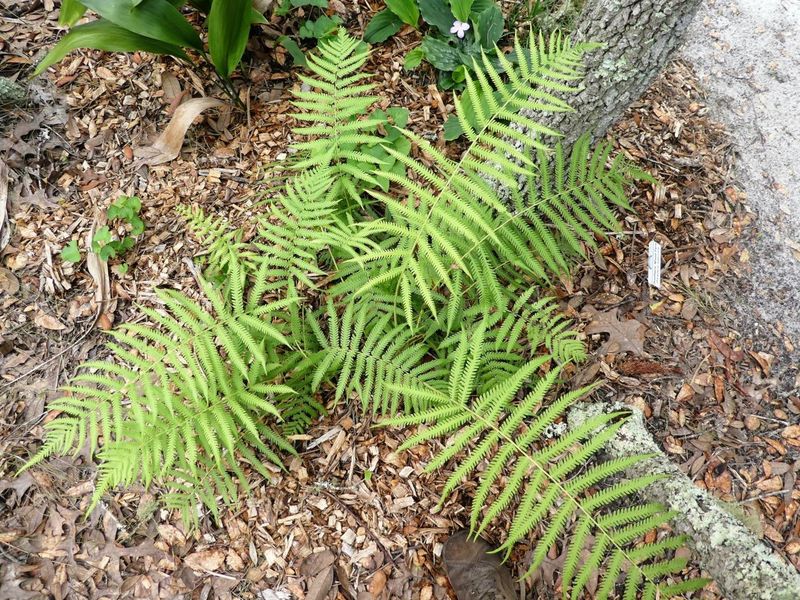 Southern Shield Fern Naturally Thrives In Oak Hammock Conditions