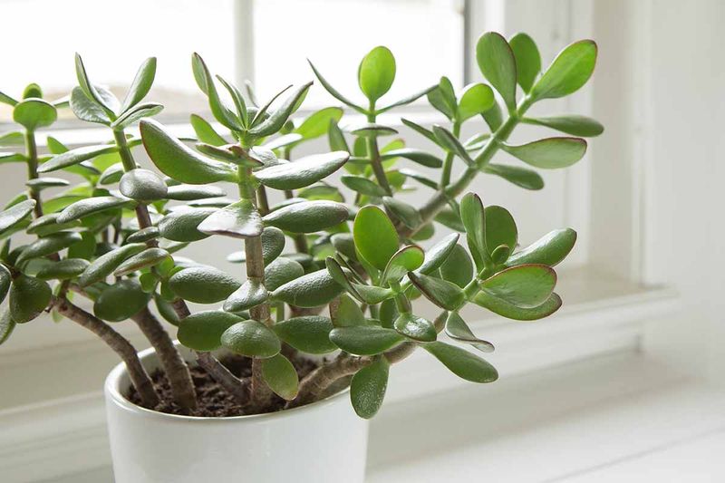Jade Plant 