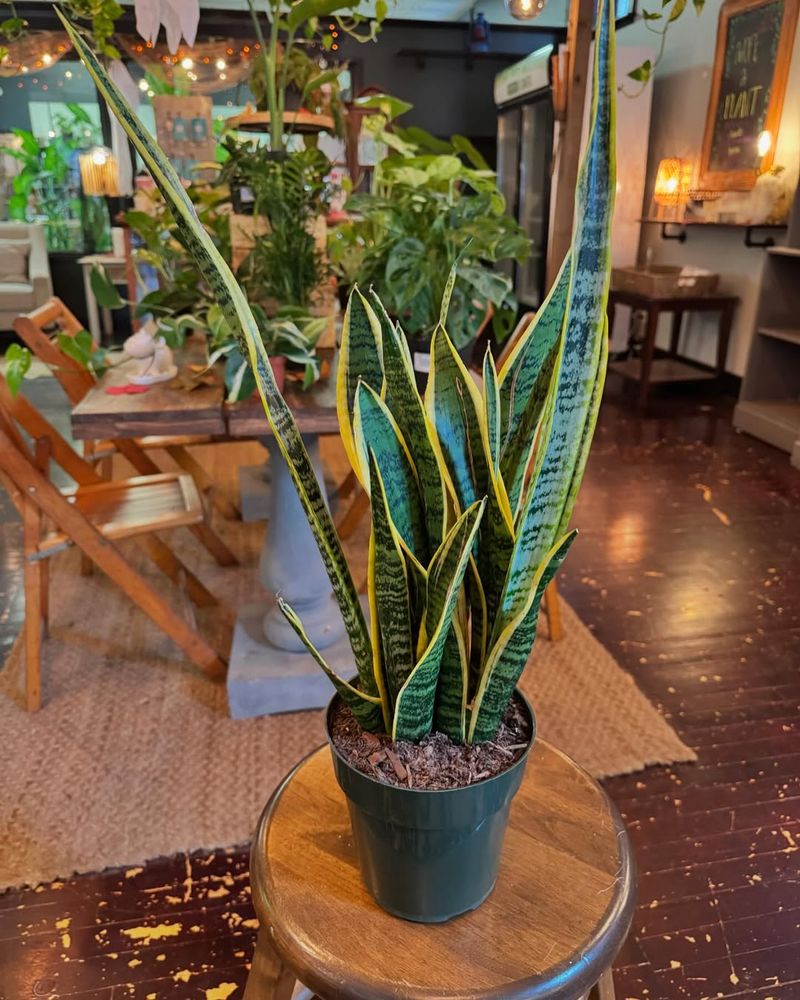Snake Plant (Dracaena Trifasciata)