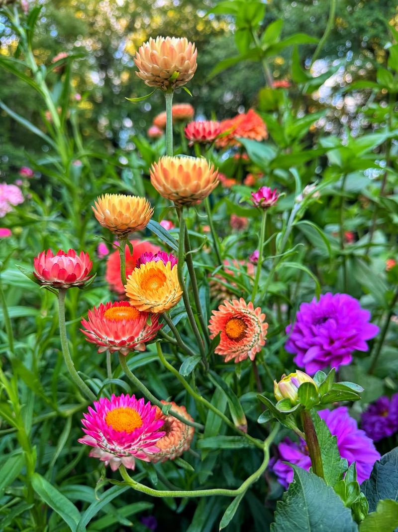 Plan For Seasonal Color