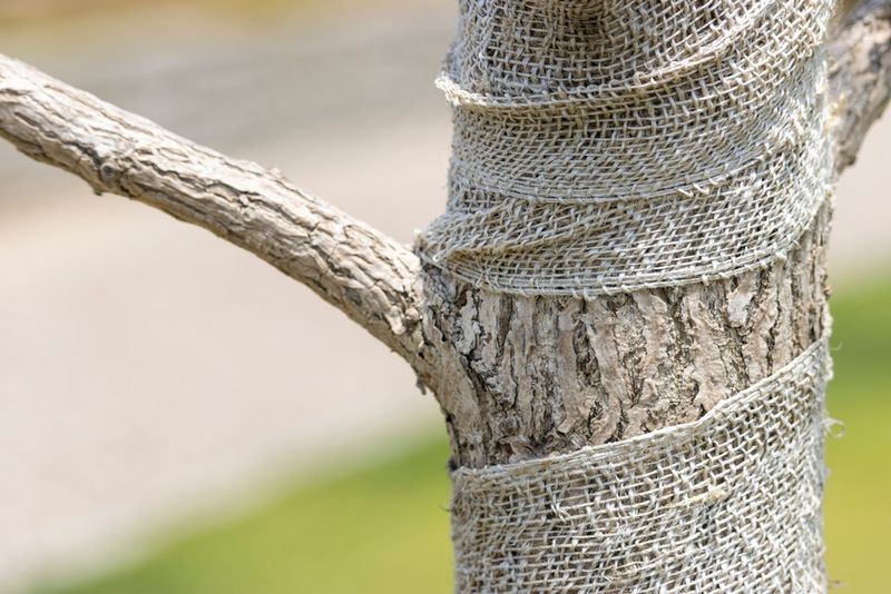 Remove Tree And Shrub Wraps When Daytime Temperatures Stay Above 50 Degrees