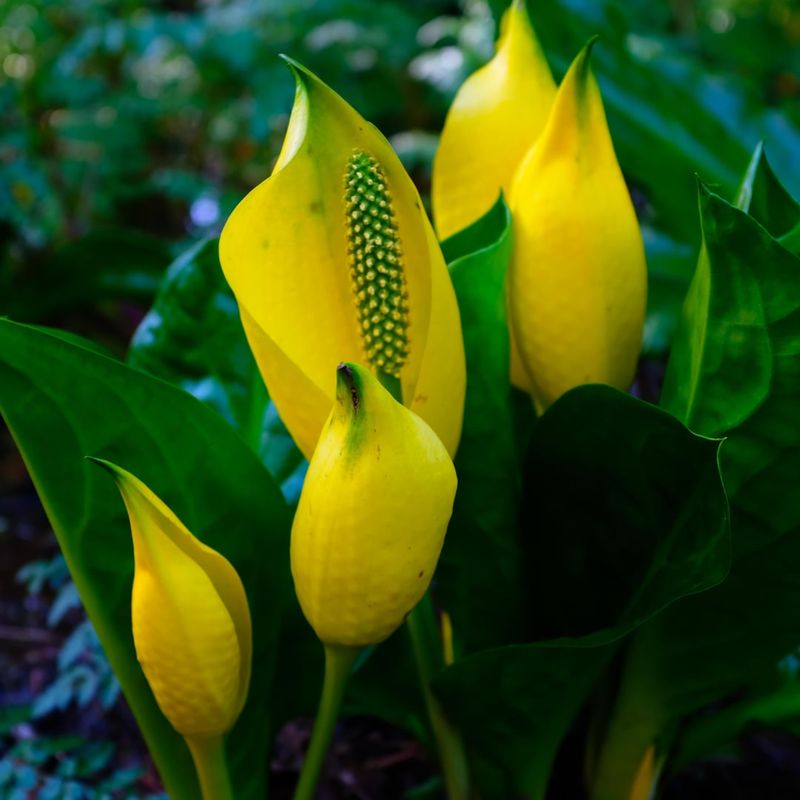 Skunk Cabbage (Lysichiton americanus)