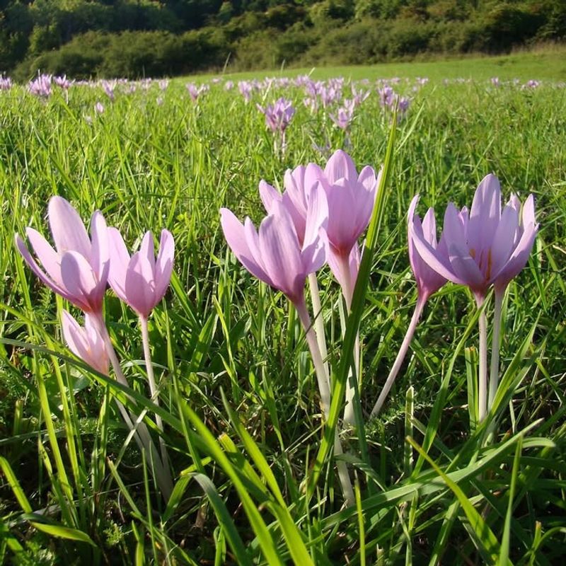 Autumn Crocus Contains A Powerful Plant Compound