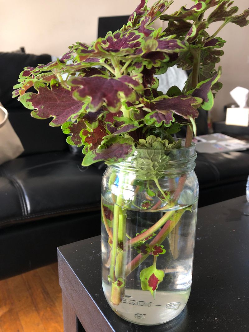 Coleus Roots Fast And Shows Off Bold Color