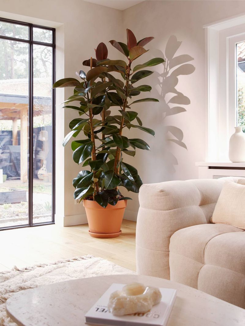 Rubber Plant Produces Large Glossy Statement Leaves