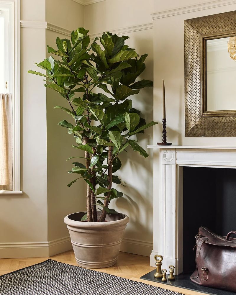 Fiddle Leaf Fig Grows Tall With Bold, Glossy Foliage