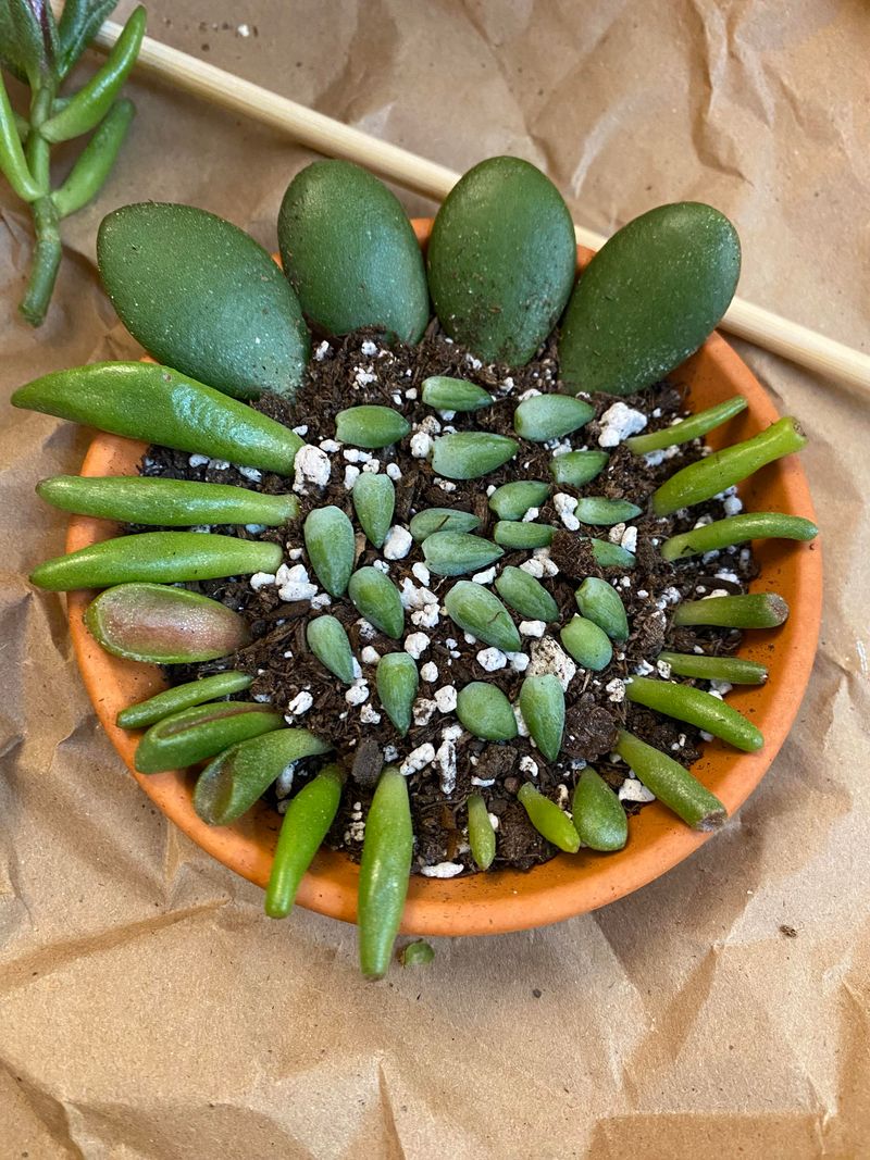 Jade Plant (Crassula ovata)