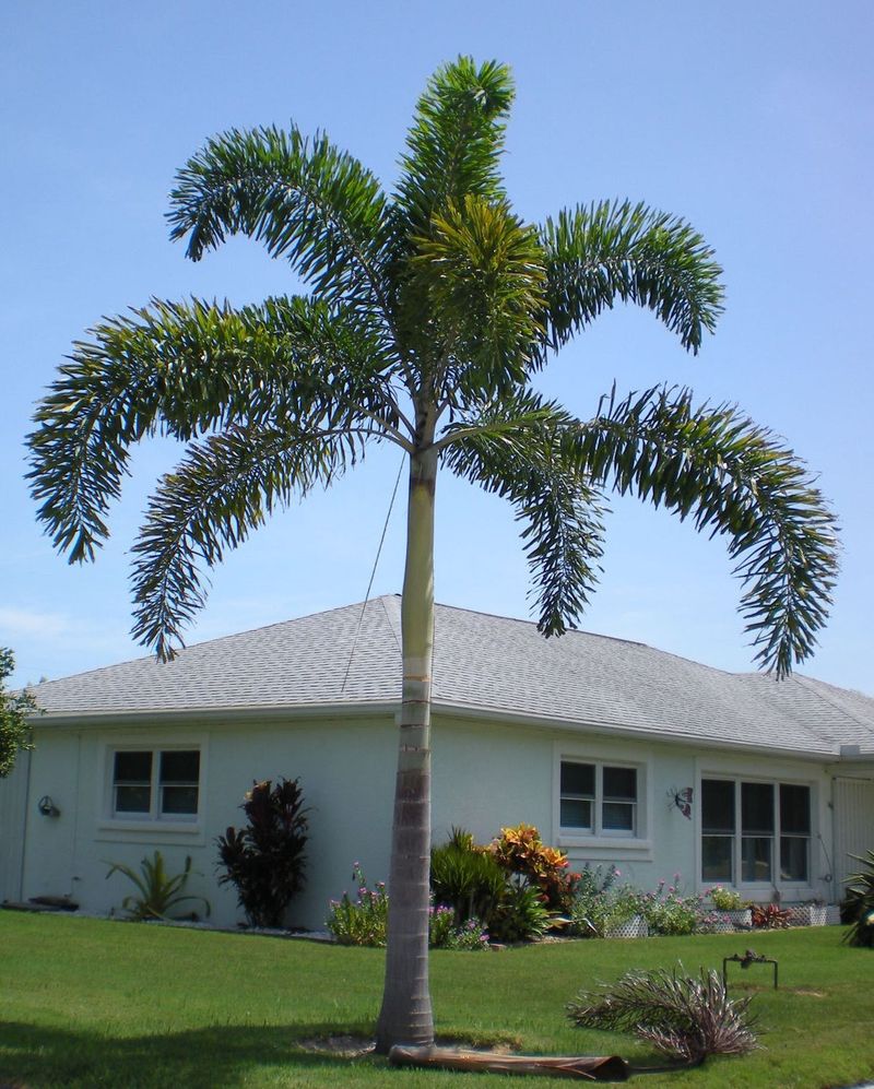 Foxtail Palm Blends Beauty With Storm Resilience