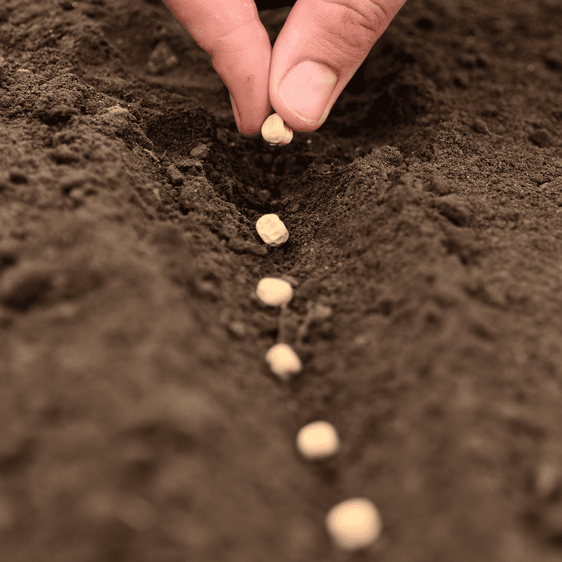 Tides, Moisture, And The Lunar Debate