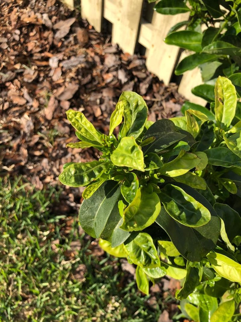 New Growth Does Not Mean More Water