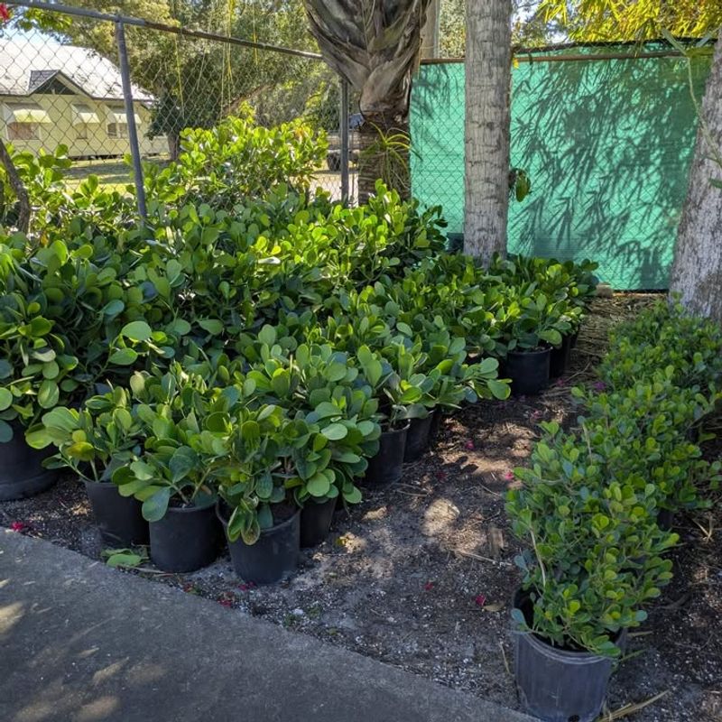 Wind Protection Keeps Tender Growth From Drying Out