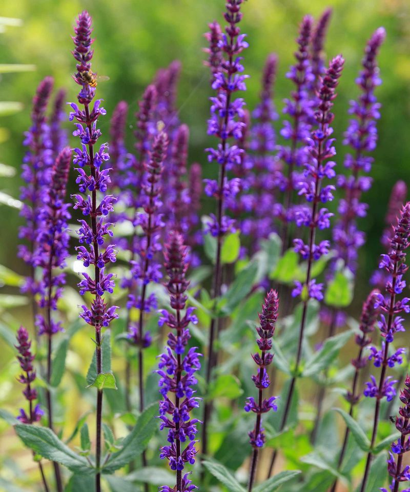 Salvia Blooms Keep Coming Back Without Replanting