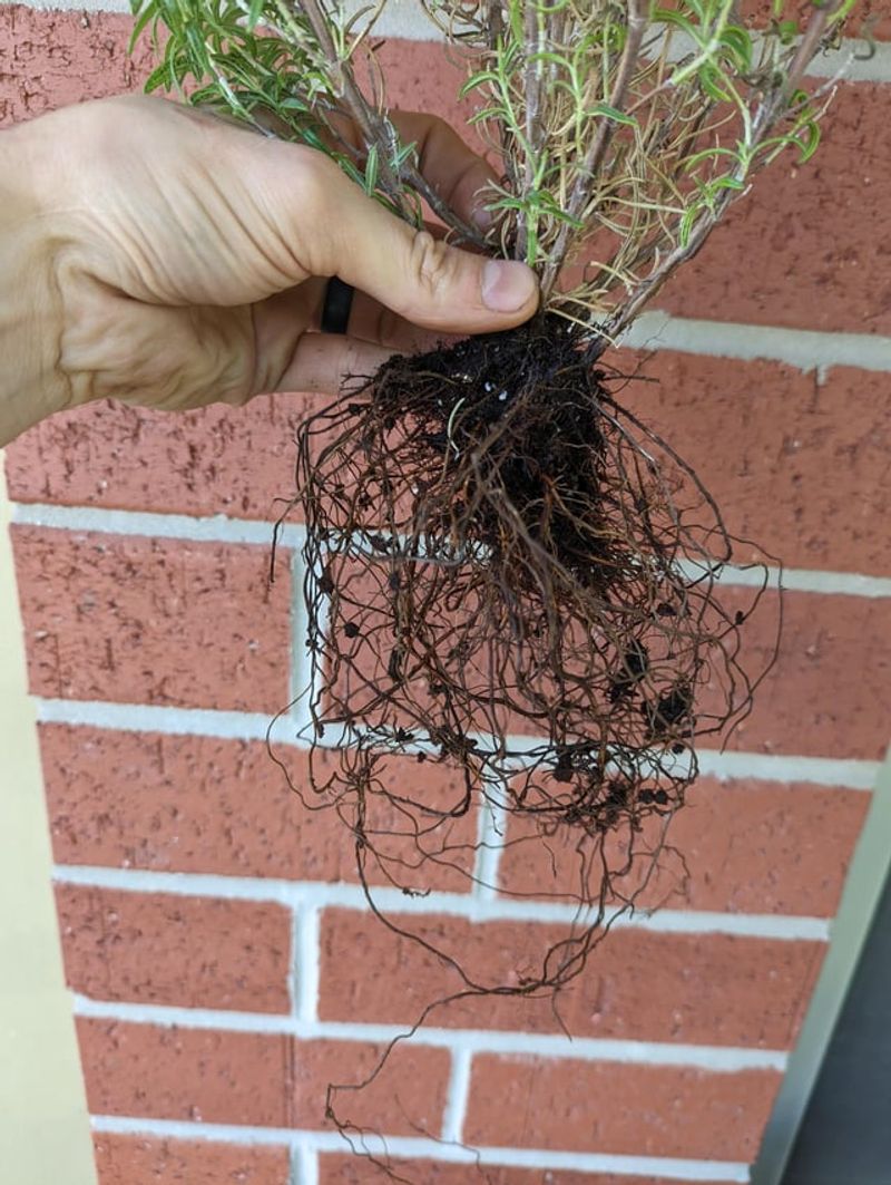 Plants Grow Weak Roots