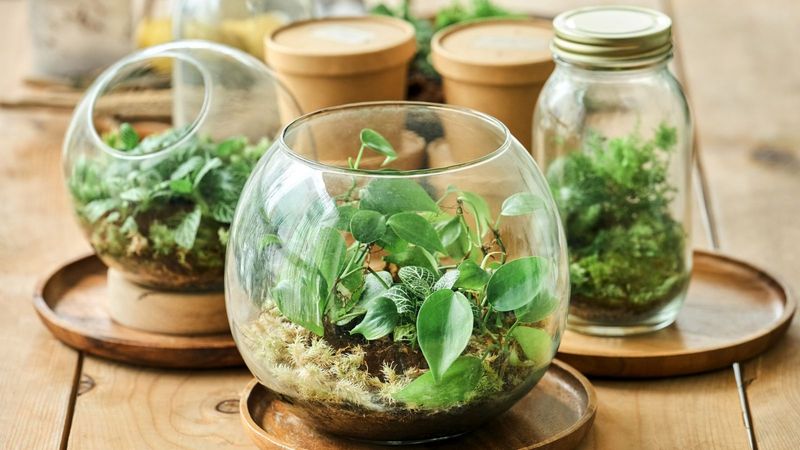 Herb Terrarium