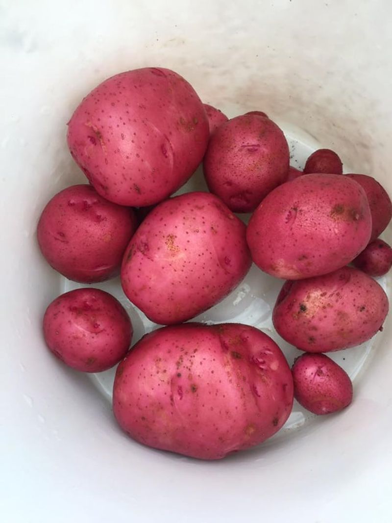 Early Varieties Finish Before Extreme Desert Heat Sets In