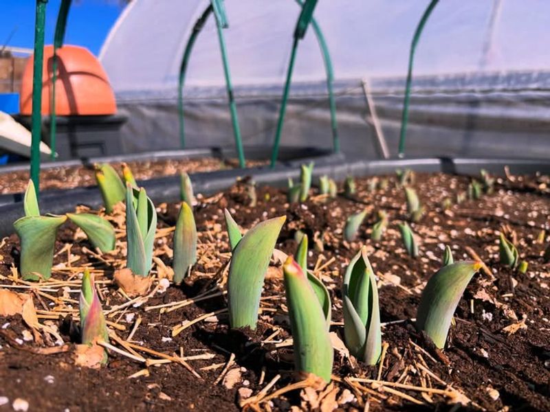 Add Mulch Before The Next Cold Night