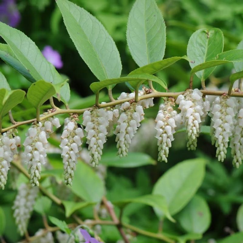 Leucothoe Cascades Gracefully Through Low-Light Areas
