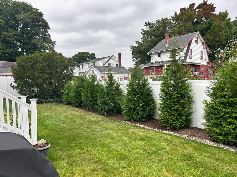 Green Giant Arborvitae Forms Fast Privacy Screens