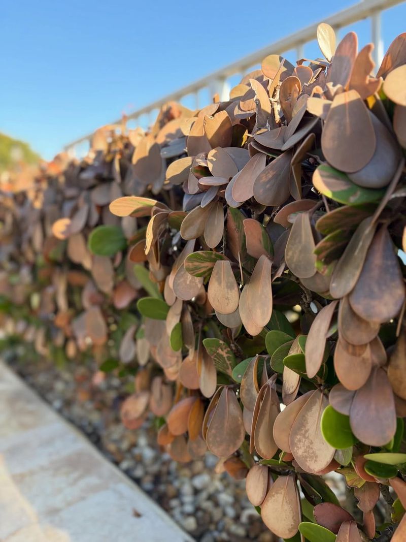 Duration Of Cold Matters More Than A Brief Snow Event