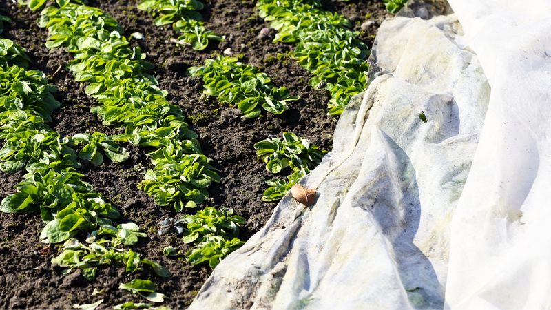 Removing Cloth Too Early Can Expose Tender Growth To Late Frost
