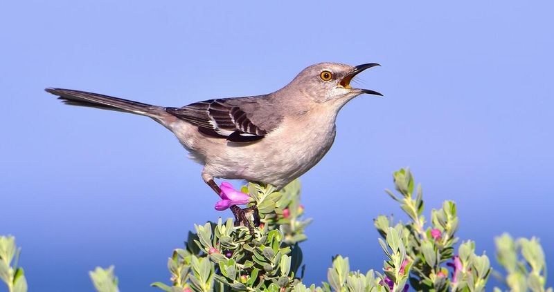 Northern Mockingbirds Begin Territorial Singing In Late Winter
