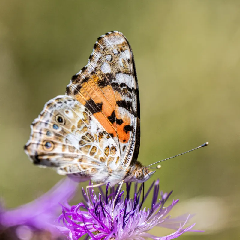 Painted Lady (Vanessa cardui)