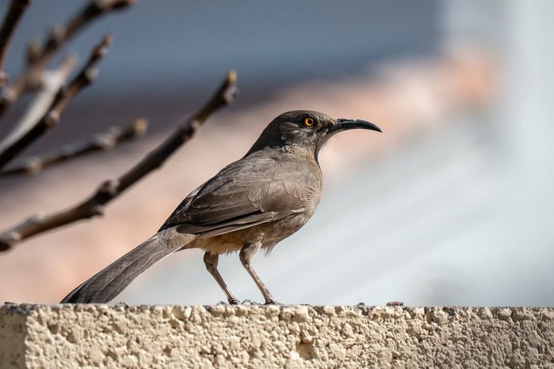 Curve-Billed Thrasher Sings From The Top Of Saguaros