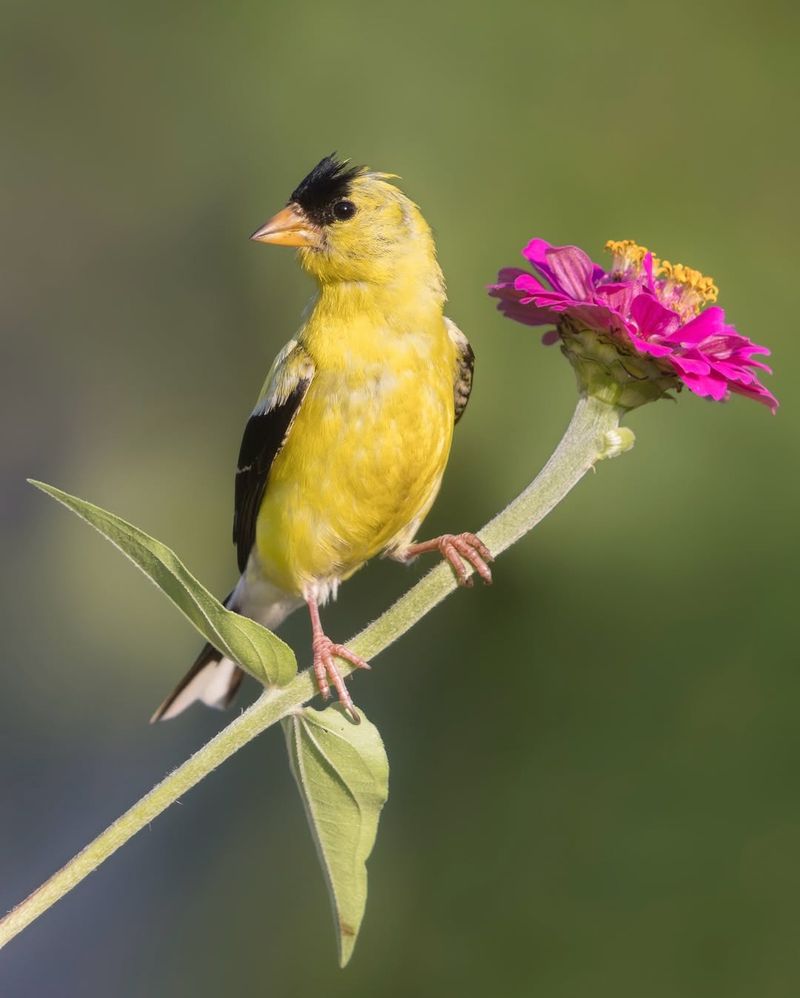 American Goldfinches Begin Changing Into Brighter Breeding Colors