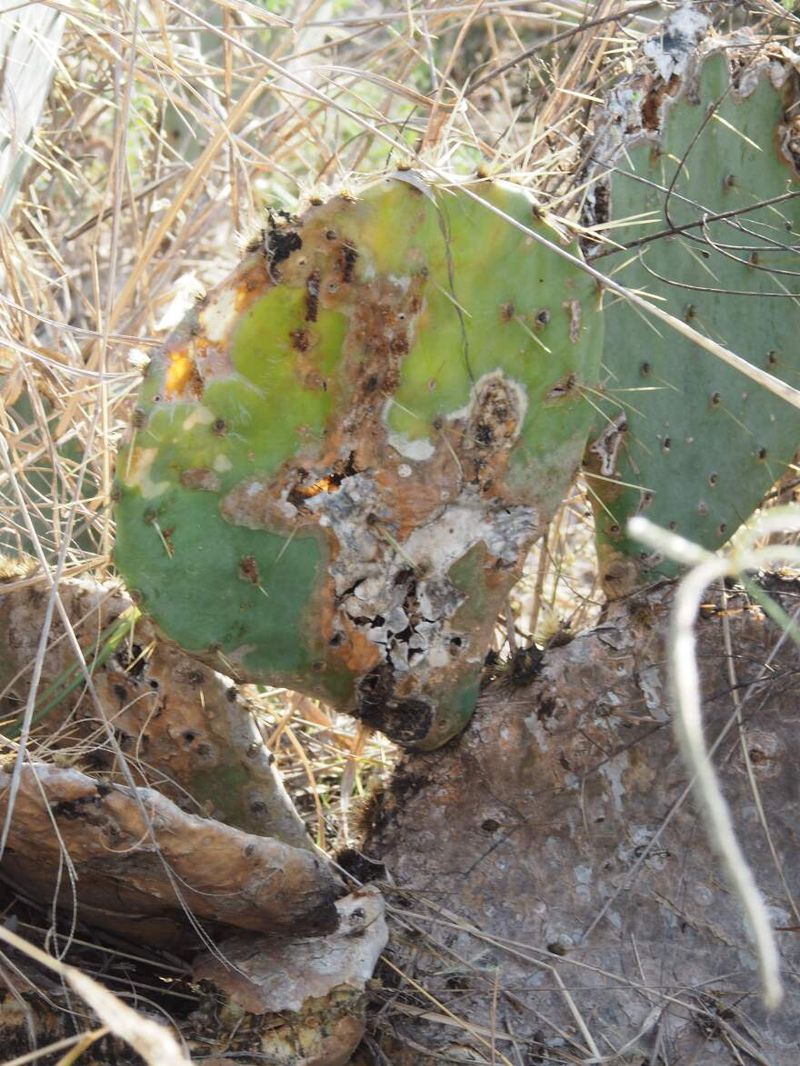 Watch for Pests That Target Stressed Plants