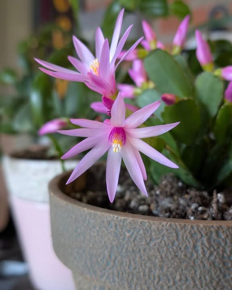 Flush The Soil Periodically To Reduce Mineral And Salt Buildup