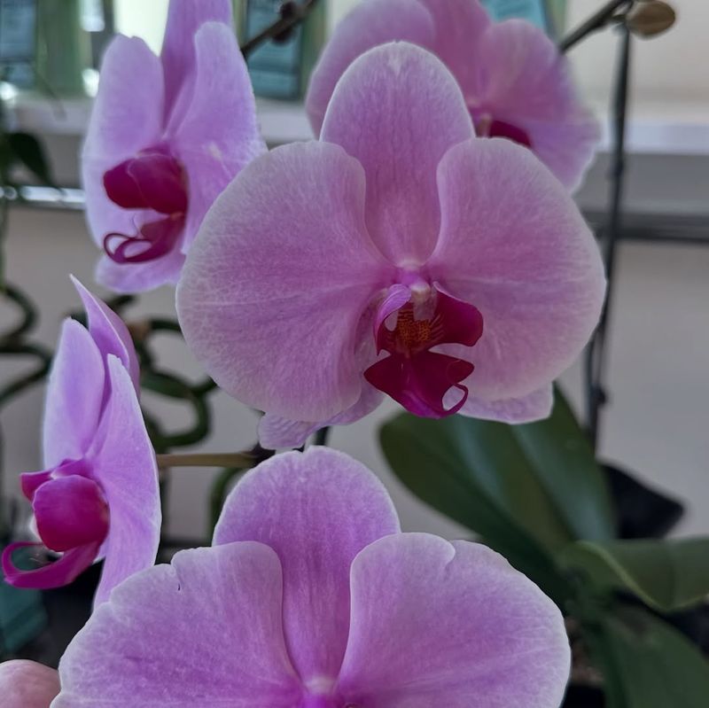 Provide Bright, Indirect Light