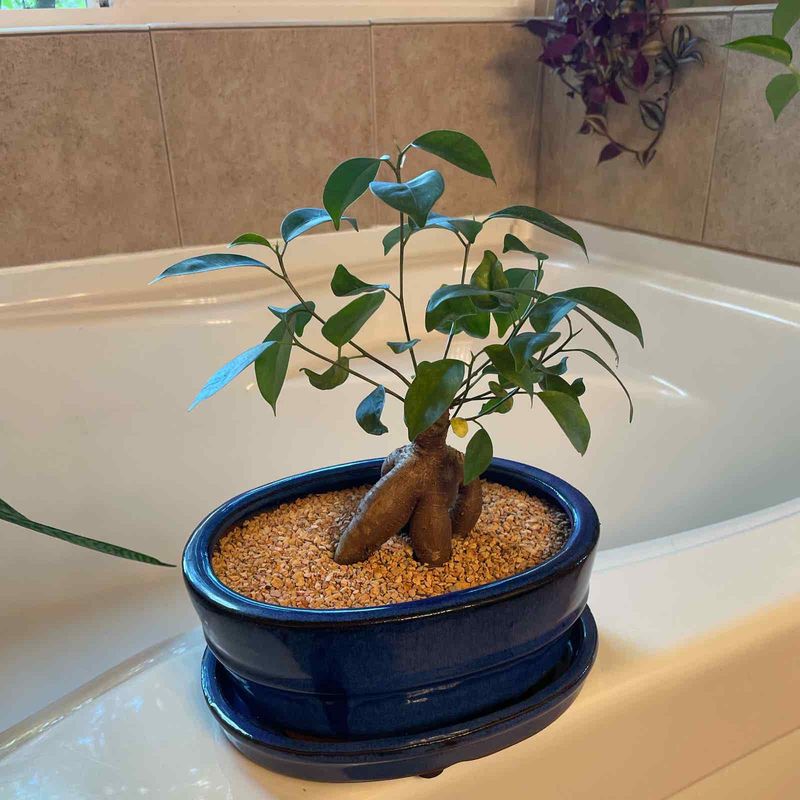 Increase Humidity Levels Around Your Ficus
