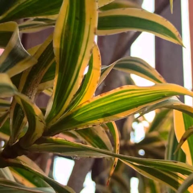 Watch For Yellowing Leaves As A Sign Of Overwatering