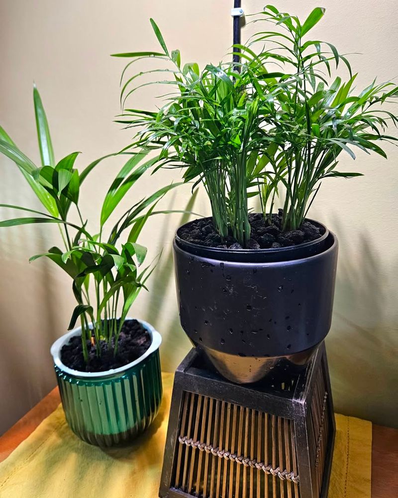 Rotate Pots To Prevent Uneven Growth