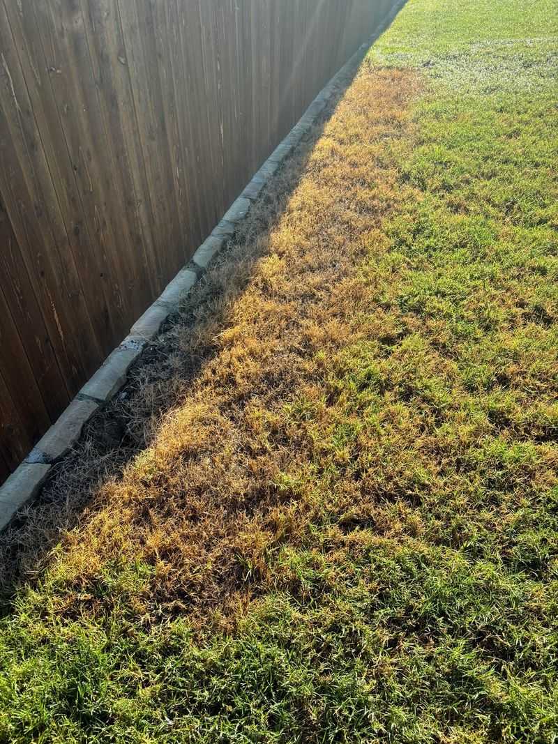 Herbicides Can Injure Freeze Weakened Grass