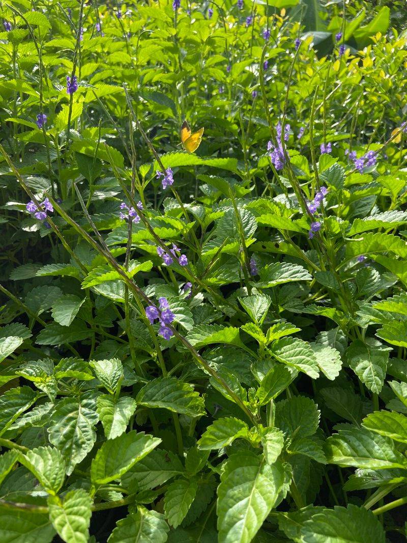 Coontie And Blue Porterweed