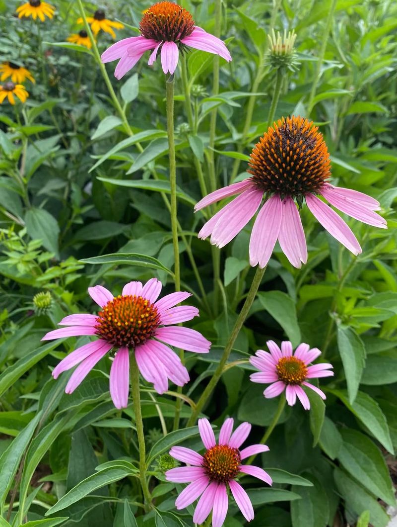 Coneflower Handles Heat And Humidity Without Fuss