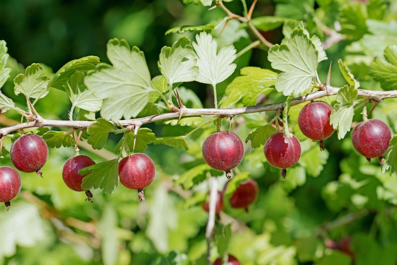 Gooseberries