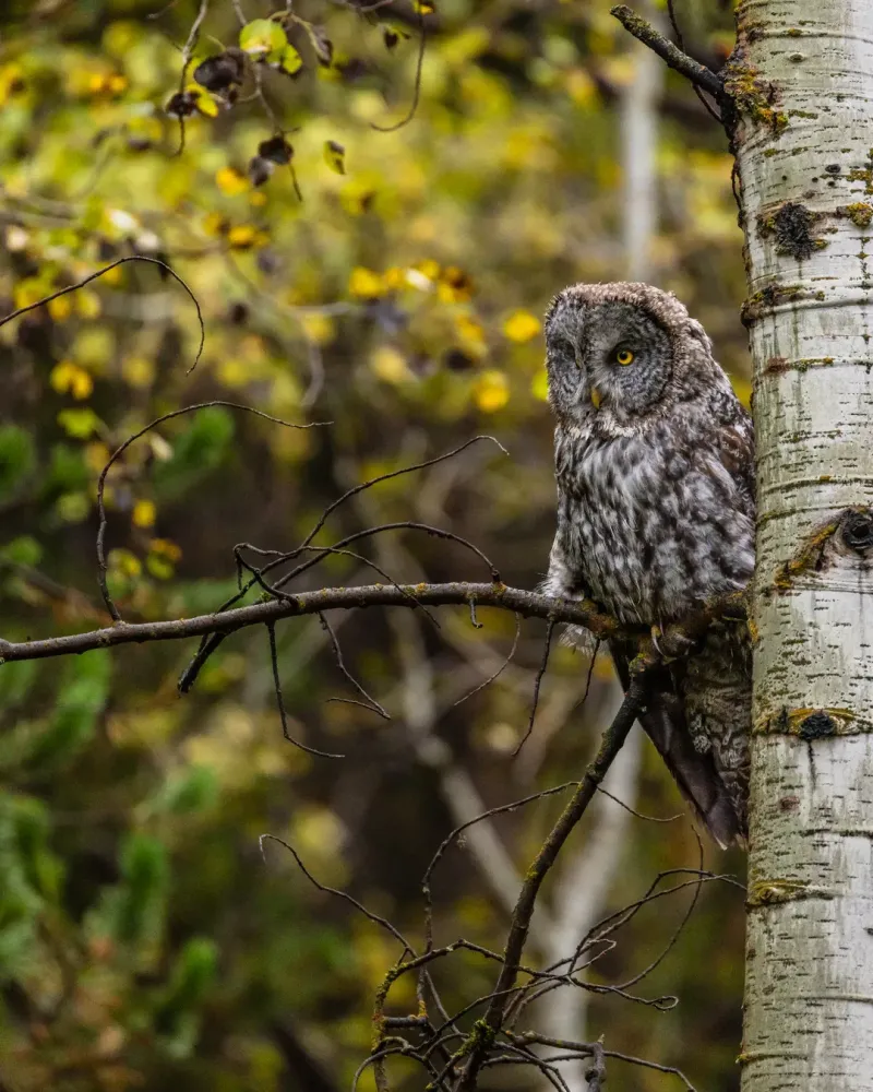 Aspen Trees Support Birds And Native Wildlife