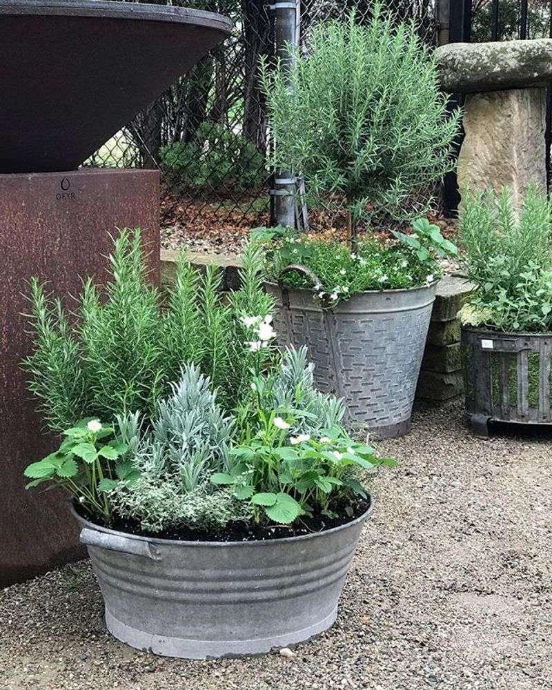 Group Plants By Water Needs