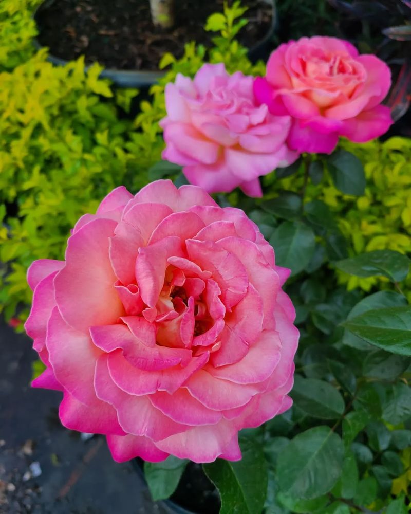 Watch For Early Pests