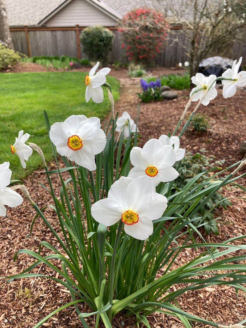 Ensure Proper Watering 