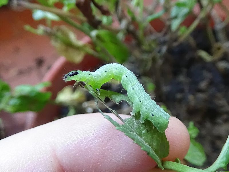 Stay Alert For Common Pennsylvania Garden Pests