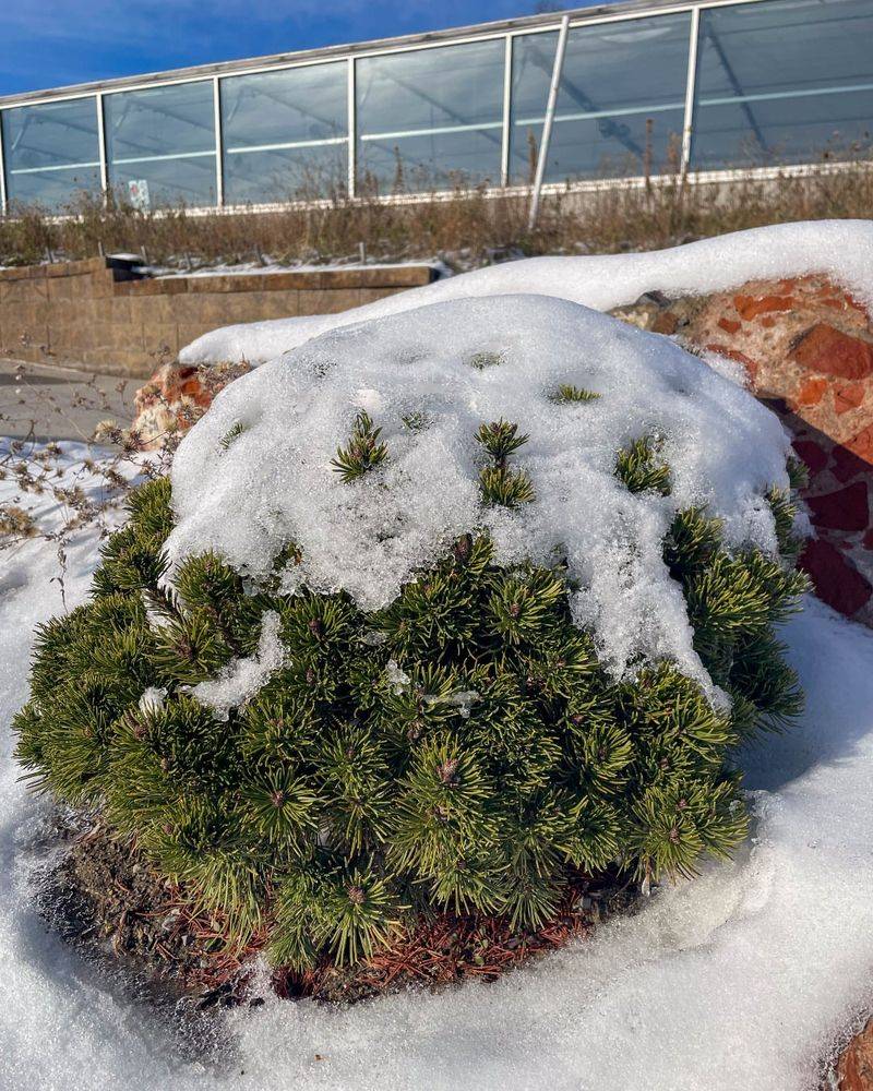 Evergreen Plants Lose Moisture During Winter Thaws