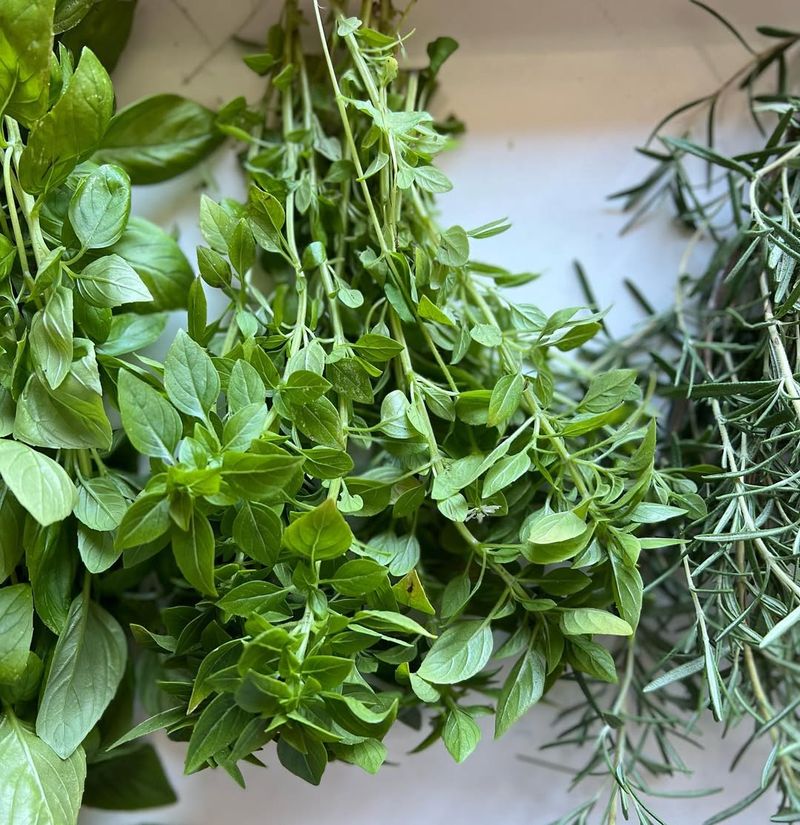 Harvest Frequently To Prevent Leggy Growth