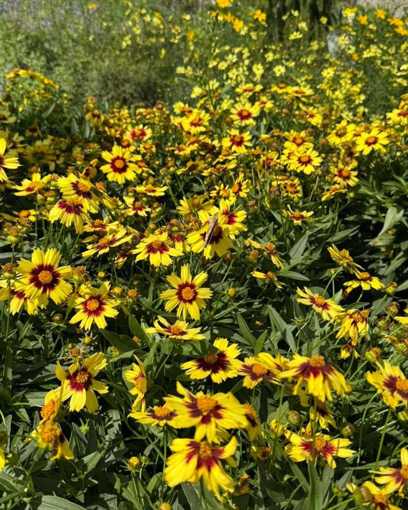 Choose Native Or Well-Adapted Plants For Long-Term Success