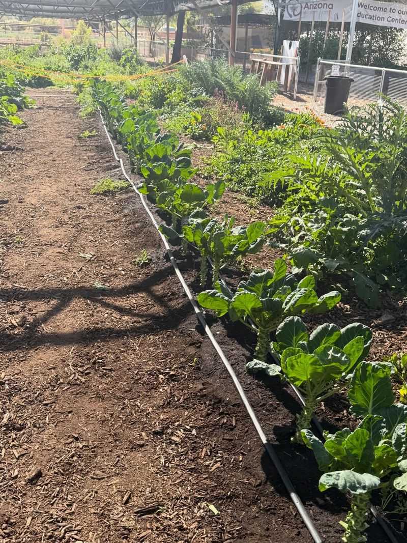 Sulfur Helps Balance High-pH Arizona Soil