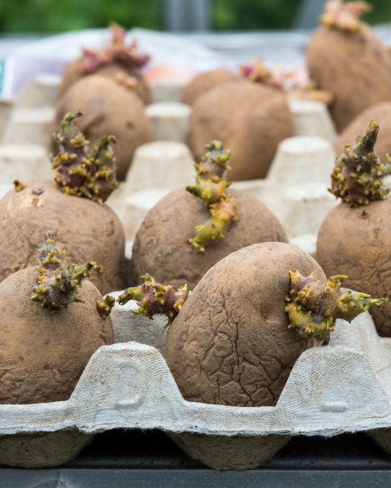 Start Chitting Potatoes